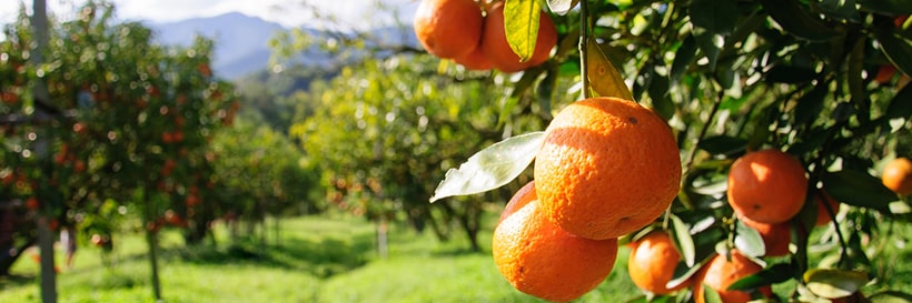 Orange Orchard